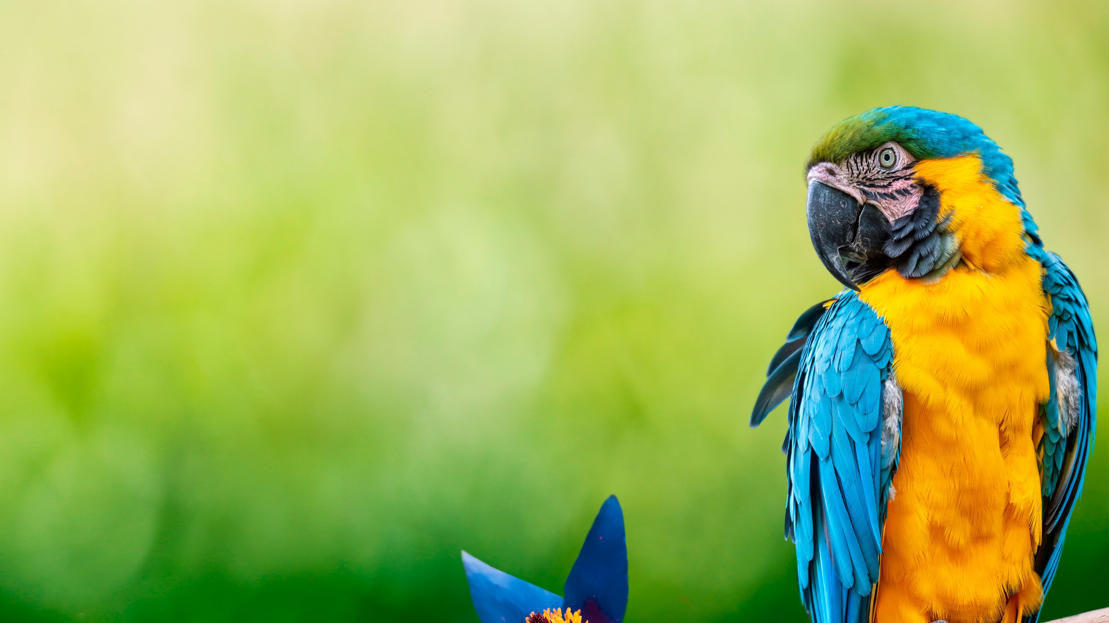 Vibrant Plumage In The Meadow Horizon