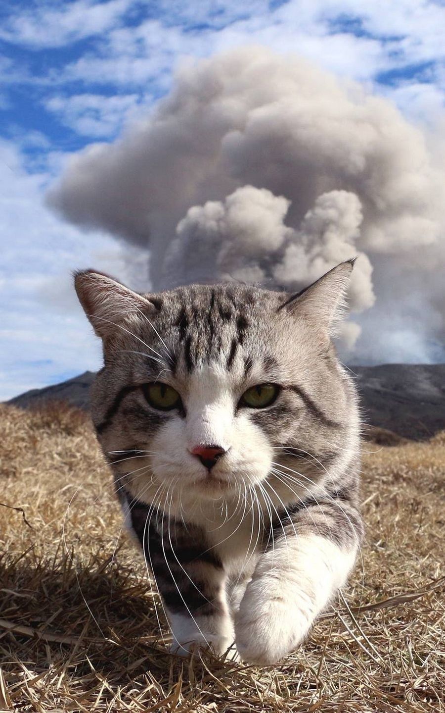 Cool Cats Don't Look At Explosions. The Defiant Strut
