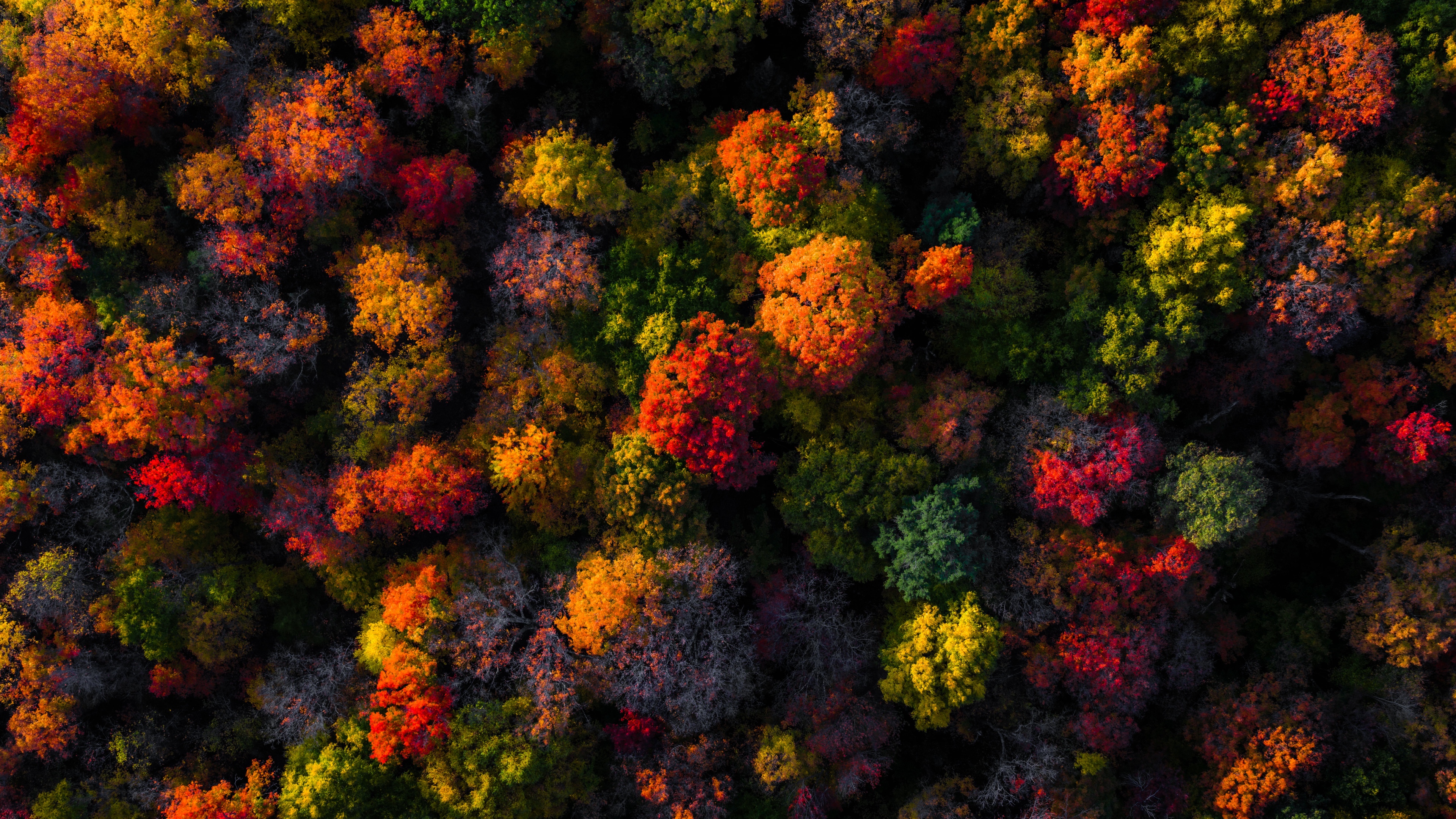 Autumn's Vivid Tapestry from High Above