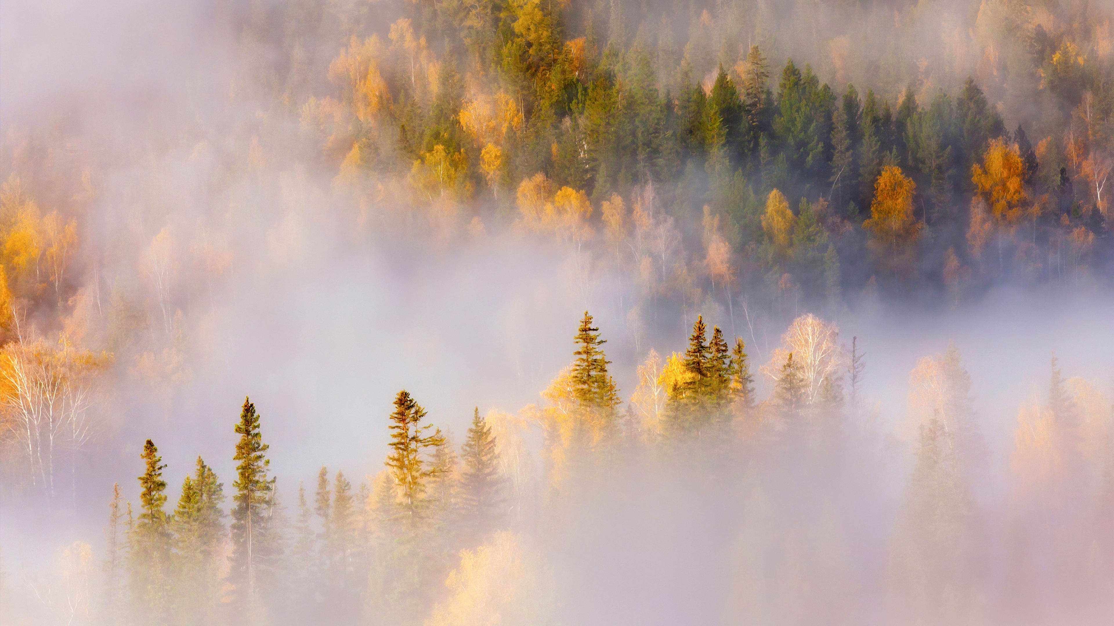 Whispering Woodlands. Gold Enshrouded In Vapor
