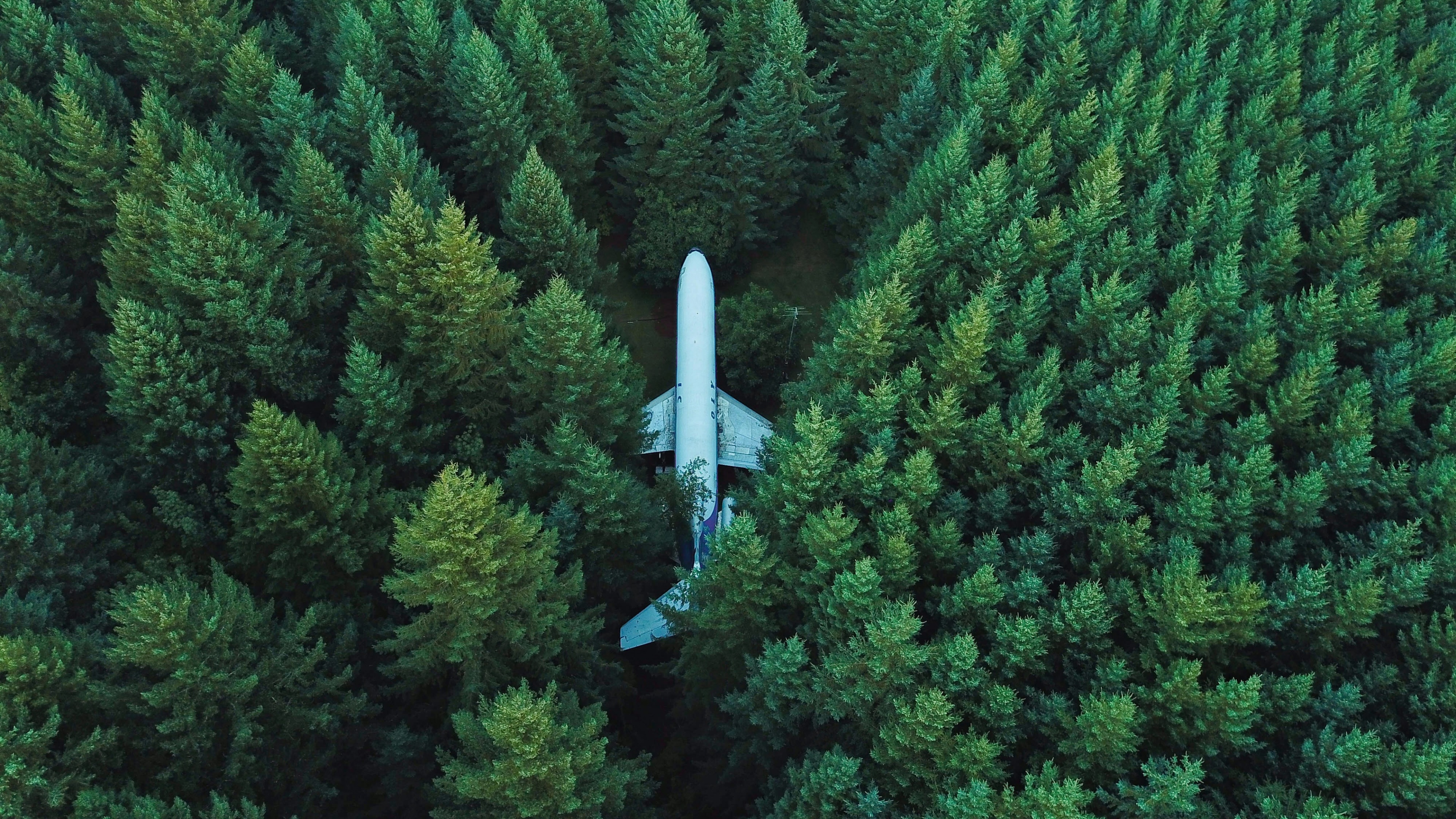 Overgrown Memories. The Forest Runway